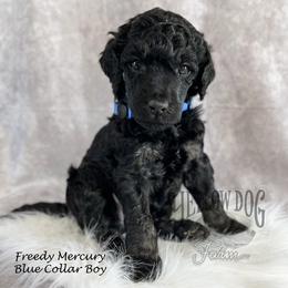 Poodle Puppies from Yellow Dog Farm