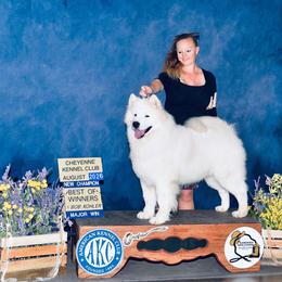 Sam - Samoyed
