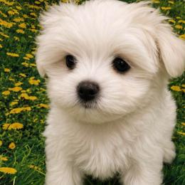 Teacup Tinker Bell - White female Maltese puppy in North Myrtle Beach, South Carolina from Perfect Puppies