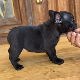 Stella - Brindle and white female French Bulldog puppy in Los ángeles, California from Jose Navarro