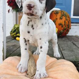 Dalmatian Puppies from Cookies & Cream Dalmatians