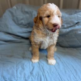 Livvy Lou - Red female Bernedoodle puppy in Hackleburg, Alabama from The Doodle Patch