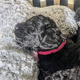 Portuguese Water Dog Puppies from Hat Trick Caos PWDs