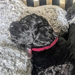 Portuguese Water Dog Puppies from Hat Trick Caos PWDs