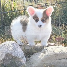 Charlie Brown - 2200 - Red male Pembroke Welsh Corgi puppy in Rozet, Wyoming from Hayday Ranch Corgis