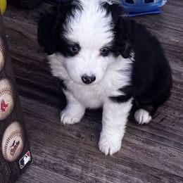 Max - Black tri male Toy Australian Shepherd puppy in Mount Airy, North Carolina from Brickell Farms