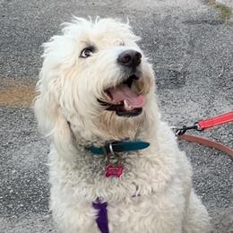 Lucy - Goldendoodle
