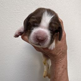 3 - Red and white male English Springer Spaniel puppy in Cheyenne, Wyoming from Rocky Mountain Springer Spaniels