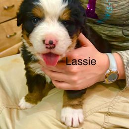 Lassie OFA - Black rust and white female Bernese Mountain Dog puppy in Strasburg, Ohio from Lois Allison
