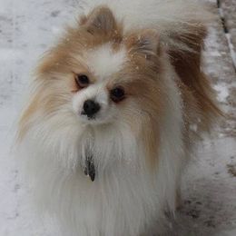 Pomeranians from Rhoda's Precious Poms