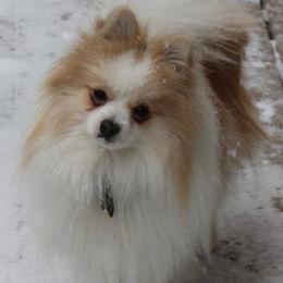 Pomeranians from Rhoda's Precious Poms