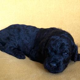 Darius - Phantom male Goldendoodle puppy in Spokane, Washington from Goldendoodles on the Prairie