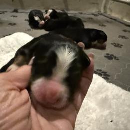 Girl 2 - Tri-color female Bernese Mountain Dog puppy in Loveland, Colorado from Grateful Bernese & Gage's Goldens