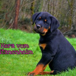 Rottweiler Puppies from Titanenheim Rottweilers