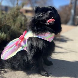 Mochi - Pomeranian