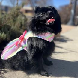Mochi - Pomeranian