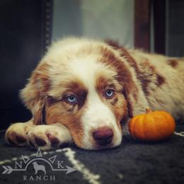 Australian Shepherd Puppies from NK Ranch Australian Shepherds