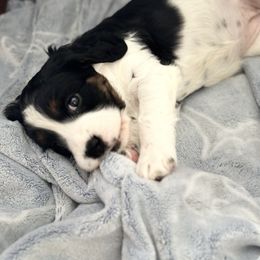 English Springer Spaniel Puppies from Murphy Farms and Springers