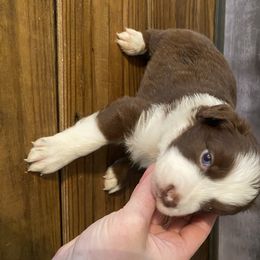 Miniature Australian Shepherd Puppies from 7UL Mini Aussies