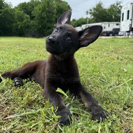 Red Collar Girl - Bi-color female German Shepherd puppy in Universal City, Texas from Jaxinhaus German Shepherds
