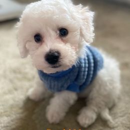 Sebastian - Bichon Frise