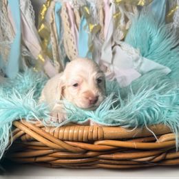 Evie - Cream female Dachshund puppy in New Albany, Mississippi from Double A. Doxies