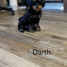 Darth - Black and tan male Cavapoo puppy in Eau Claire, Wisconsin from Fisher River Doodle's