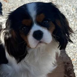 Cavalier King Charles Spaniel puppies from FairWilde