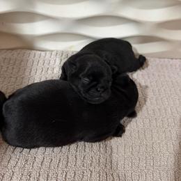 Brussels Griffon puppies from Lavish Griffons