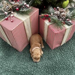 Girl 2 - female Golden Retriever puppy in Hickory, North Carolina from Coyote Creek Farm and Kennel