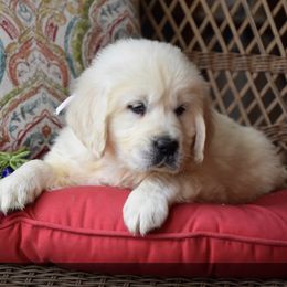 Golden Retriever puppies from Rockinbfarms