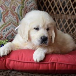 Golden Retriever puppies from Rockinbfarms