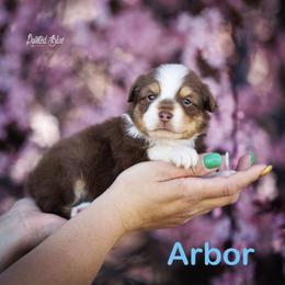 Arbor - Red tri-color male Miniature American Shepherd puppy in Herriman, Utah from Painted Blue Aussies