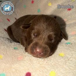 Smoke - Grey Collar - Chocolate male Labrador Retriever puppy in Elloree, South Carolina from Moonlight Kennels LLC