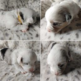 American Corgi Puppies from Cold Creek Family Farm LLC