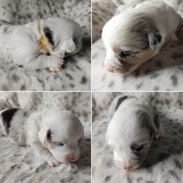 American Corgi Puppies from Cold Creek Family Farm LLC