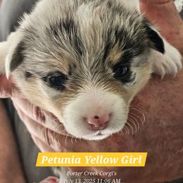 American Corgi Puppies from Porter Creek Corgis