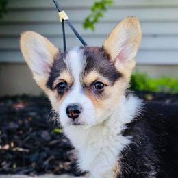 Pembroke Welsh Corgi Puppies from Edgewood Farm