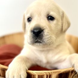 Boy 2 - Yellow Labrador Retriever puppy in Waxhaw, North Carolina from Blacks Run Retrievers