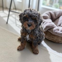 Madeline - Merle female Cavapoo puppy in Wamego, Kansas from Doodles of Oz