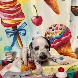 Salty Dawg- Light Green- LUA - White and black female Dalmatian puppy in Claremore, Oklahoma from Lotsofdots Dalmatians