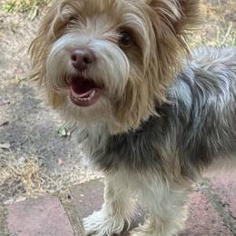 Yorkshire Terriers from Frances Hodges