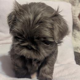Lucy - Lilac female Shih Tzu puppy in Horseheads, New York from Nancy's Cuddle Babies