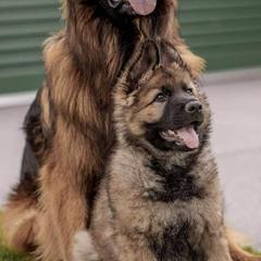 German Shepherds from Arbeiten Madchen