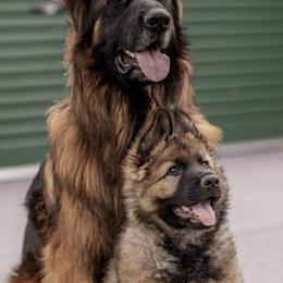 German Shepherds from Arbeiten Madchen