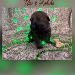 Copper Collar - Sable male German Shepherd puppy in Canterbury, Connecticut from Nachtwaechter German Shepherds, LLC