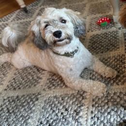 Indy - Havanese
