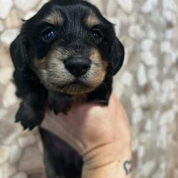 Oliver - Black and cream male Dachshund puppy in White Cloud, Michigan from West Michigan Dachshund