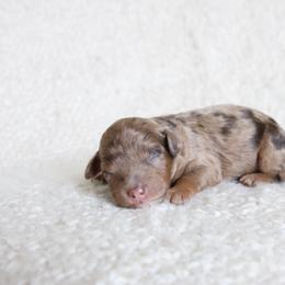 Dolly - Merle female Goldendoodle puppy in Hobbs, New Mexico from Goldie Locks Golden Retrievers & Doodles