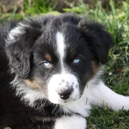 Australian Shepherd Puppies from Flying L Aussies